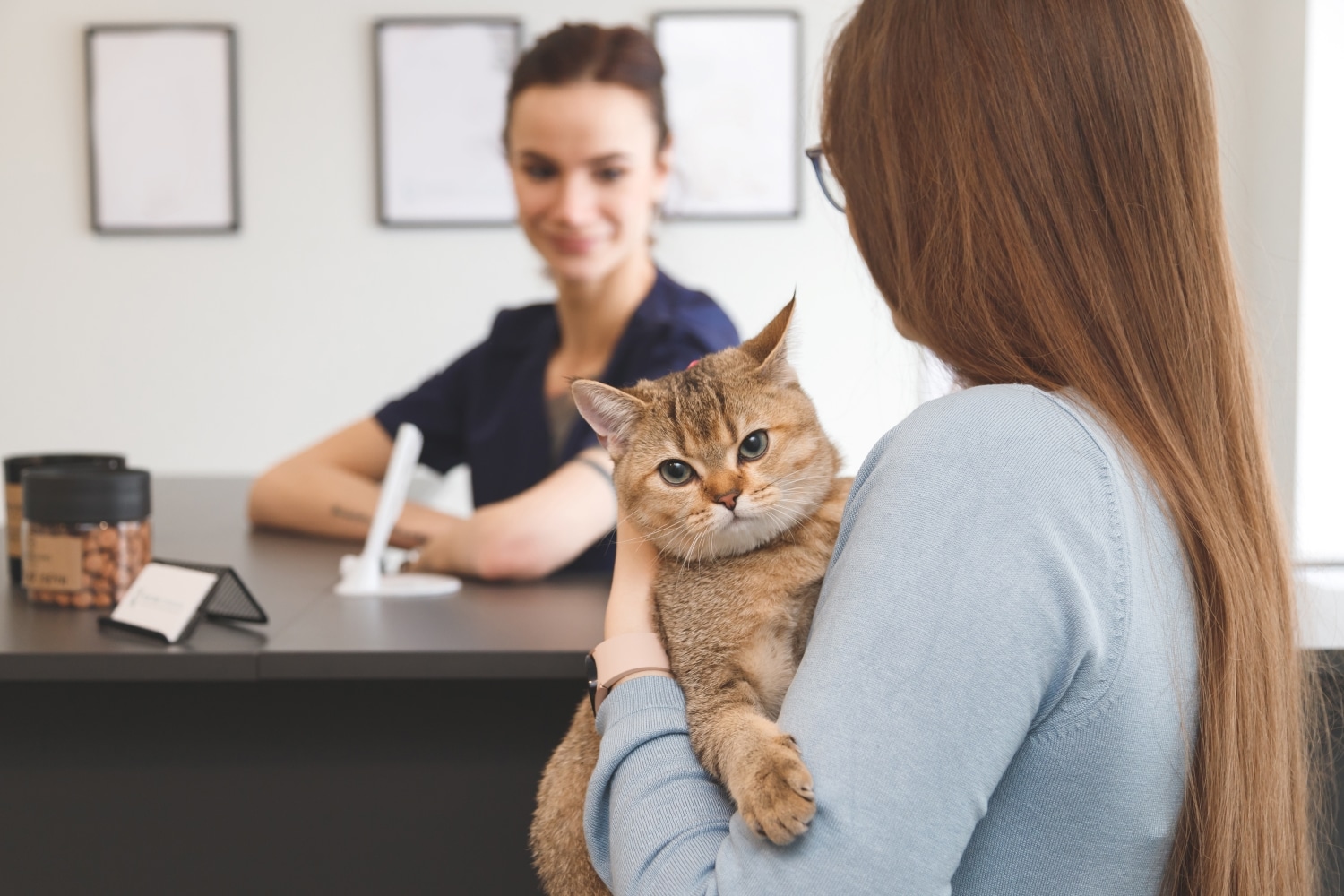 Veterinary Receptionist Job Description Template - VIVAHR
